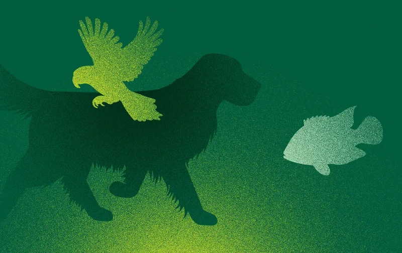 독일 뉘른베르크 인터주 펫 박람회 2026 brand background image